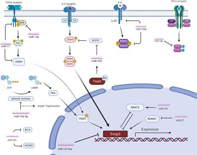 Frontiers | Effects of Non-Coding RNA on Regulatory T Cells and ...