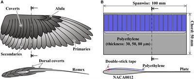 How Bird Feathers Stick Together for Superior Flight Control