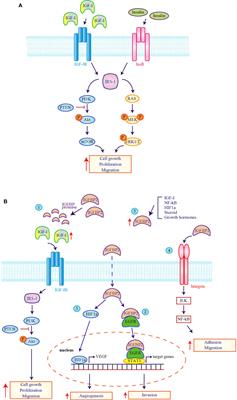 Frontiers Prognostic And Therapeutic Roles Of The Insulin Growth Factor System In Glioblastoma Oncology