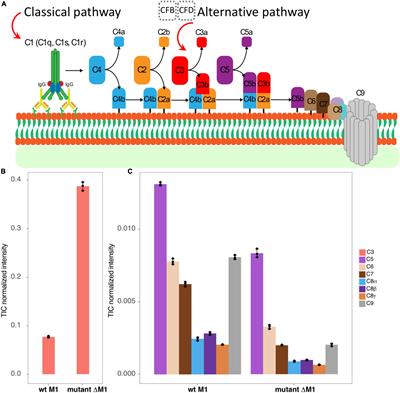 Frontiers In Vivo Cross Linking Ms Of The Complement System Mac Assembled On Live Gram Positive Bacteria Genetics