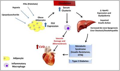 Frontiers | Clusterin and Its Role in Insulin Resistance and the ...