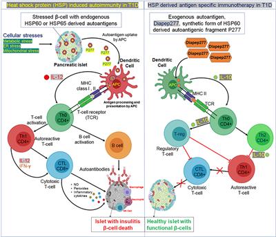 Frontiers | The Role of Heat Shock Proteins in Type 1 Diabetes