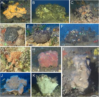 Frontiers | Macrofauna Inhabiting Massive Demosponges From Shallow and ...