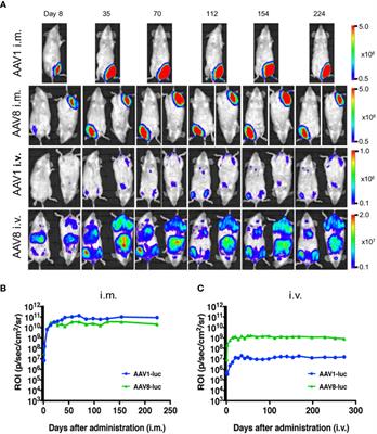 Frontiers | Liver-Directed AAV8 Booster Vaccine Expressing Plasmodium ...