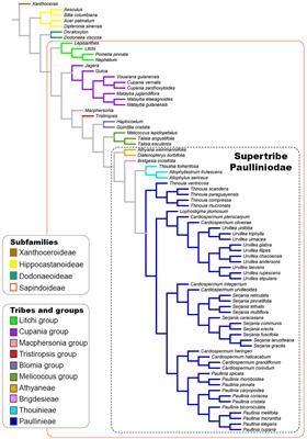 Frontiers | Laticifers in Sapindaceae: Structure, Evolution and ...