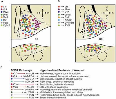 Frontiers Extended Amygdala Neuropeptide Circuitry Of Emotional Arousal Waking Up On The Wrong Side Of The Bed Nuclei Of Stria Terminalis Behavioral Neuroscience