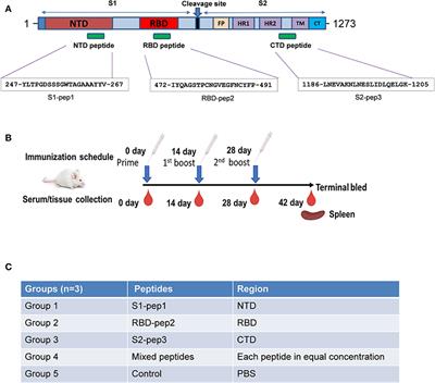 Frontiers Severe Acute Respiratory Syndrome Coronavirus 2 Spike Protein Based Novel Epitopes Induce Potent Immune Responses In Vivo And Inhibit Viral Replication In Vitro Immunology