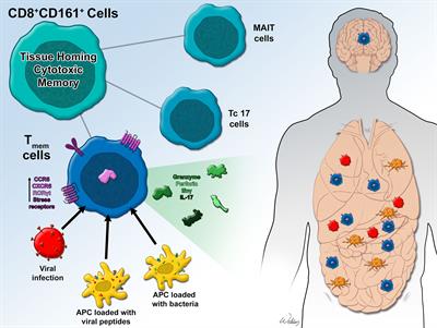 Frontiers | CD8+CD161+ T-Cells: Cytotoxic Memory Cells With High ...