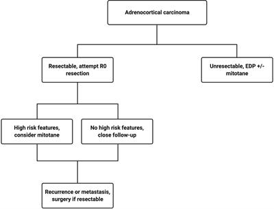 Advances in translational research of the rare cancer type adrenocortical  carcinoma