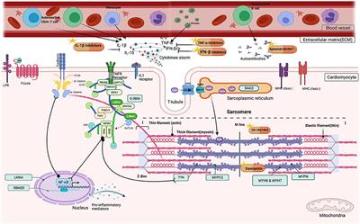 Frontiers  Transcriptome data analysis of primary cardiomyopathies reveals  perturbations in arachidonic acid metabolism