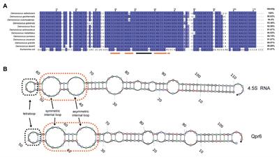 Oxidative Stress Resistance in Deinococcus radiodurans