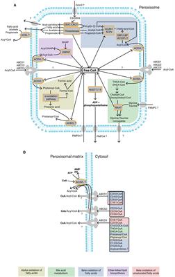 Frontiers | Peroxisomal Metabolite and Cofactor Transport in Humans