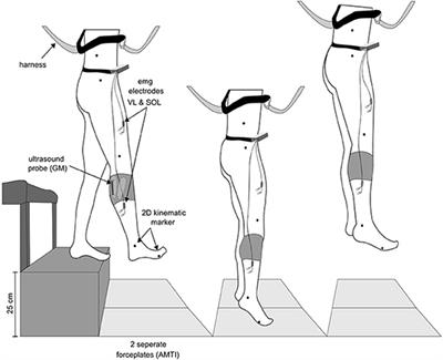 Frontiers | The Anticipation of Gravity in Human Ballistic Movement