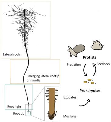 Frontiers  The root signals in rhizospheric inter-organismal