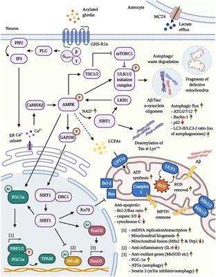 Frontiers | Acylated Ghrelin as a Multi-Targeted Therapy for Alzheimer ...