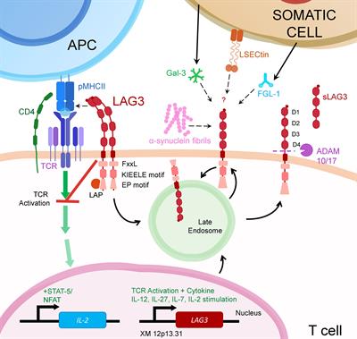 Frontiers | LAG3’s Enigmatic Mechanism of Action