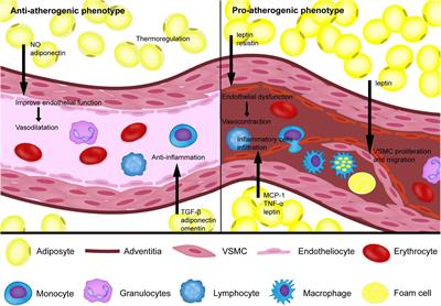 Frontiers | Perivascular Adipose Tissue as an Indication, Contributor ...