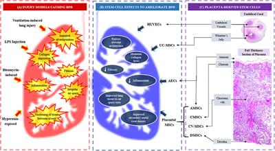 Frontiers | A Review of Placenta and Umbilical Cord-Derived Stem Cells ...