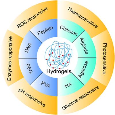 Frontiers | Rational Design of Smart Hydrogels for Biomedical Applications