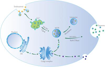 Frontiers | The Role of Exosomes and Exosomal MicroRNA in ...