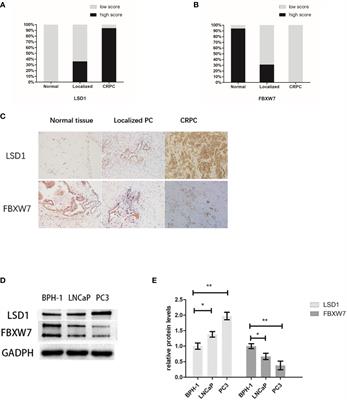 Frontiers Lsd1 Promotes Prostate Cancer Cell Survival By Destabilizing Fbxw7 At Post Translational Level Oncology