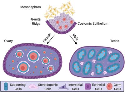 what role does the sry gene play in triggering gonadal development