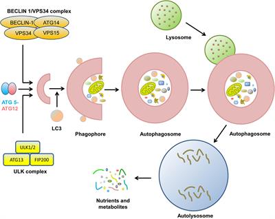 Frontiers | Rheostatic Balance of Circadian Rhythm and Autophagy in ...