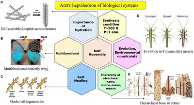 Frontiers  Functional Gradient Metallic Biomaterials: Techniques, Current  Scenery, and Future Prospects in the Biomedical Field