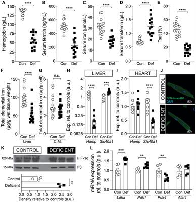 Frontiers | Iron-Deficiency Anemia Results in Transcriptional and ...