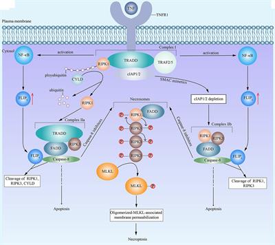 Frontiers | Caspase-Independent Regulated Necrosis Pathways as ...