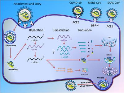 Frontiers The Potential Therapeutic Effect Of Rna Interference And Natural Products On Covid 19 A Review Of The Coronaviruses Infection