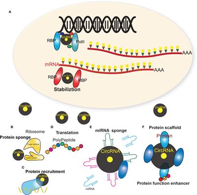 Frontiers | The Potential Regulatory Roles of Circular RNAs in Tumor ...