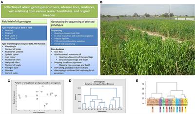 Frontiers Capturing Agro Morphological Variability For Tolerance To