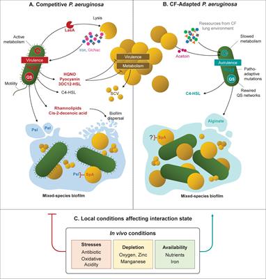Frontiers How Bacterial Adaptation To Cystic Fibrosis Environment Shapes Interactions Between Pseudomonas Aeruginosa And Staphylococcus Aureus Microbiology
