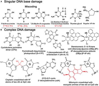 Frontiers Role Of Base Excision Repair Pathway In The Processing Of Complex Dna Damage Generated By Oxidative Stress And Anticancer Drugs Cell And Developmental Biology