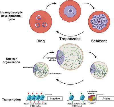 Global kinomic and phospho-proteomic analyses of the human malaria parasite  Plasmodium falciparum