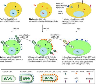 Frontiers Generation Of Sars Cov 2 Spike Pseudotyped Virus For Viral Entry And Neutralization Assays A 1 Week Protocol Cardiovascular Medicine