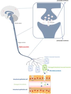 Frontiers | Association of Parkinson’s Disease With Microbes and ...