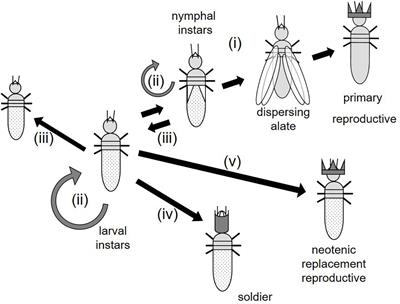 Experimental stress during molt suggests the evolution of