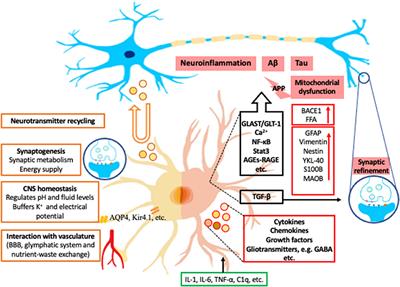 Frontiers  Striatal fibrinogen extravasation and vascular degeneration  correlate with motor dysfunction in an aging mouse model of Alzheimer's  disease