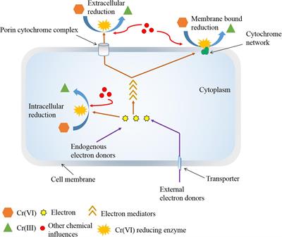 Frontiers | Chemical-Assisted Microbially Mediated Chromium (Cr) (VI ...