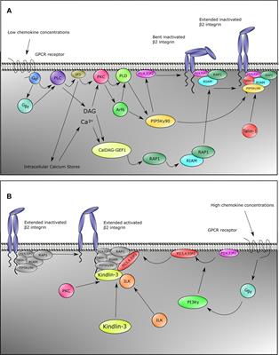 Frontiers | β2 Integrin Signaling Cascade in Neutrophils: More Than a ...