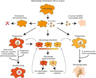 Staphylococcus aureus host interactions and adaptation