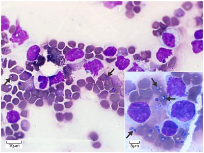 Frontiers | Porcine Babesiosis Caused by Babesia sp. Suis in a Pot ...