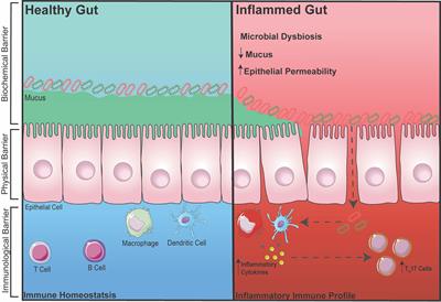 Frontiers | Healthy Gut, Healthy Bones: Targeting the Gut Microbiome to ...