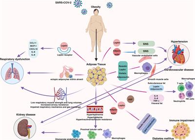 Frontiers | The Centrality of Obesity in the Course of Severe COVID-19