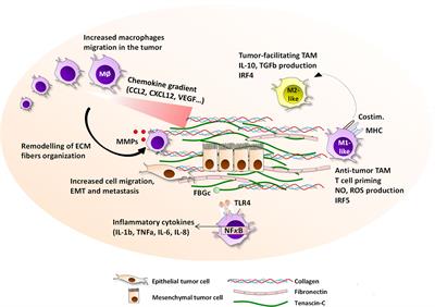 Frontiers Macrophages And Extracellular Matrix In Breast Cancer Partners In Crime Or Protective Allies Oncology