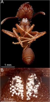 PDF) Mutualistic interactions between ants and fungi: A review