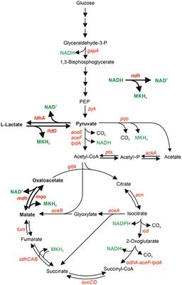 Frontiers Relevance Of Nadh Dehydrogenase And Alternative Two Enzyme Systems For Growth Of Corynebacterium Glutamicum With Glucose Lactate And Acetate Bioengineering And Biotechnology