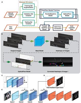 Improved 3D Markerless Mouse Pose Estimation Using Temporal  Semi-supervision